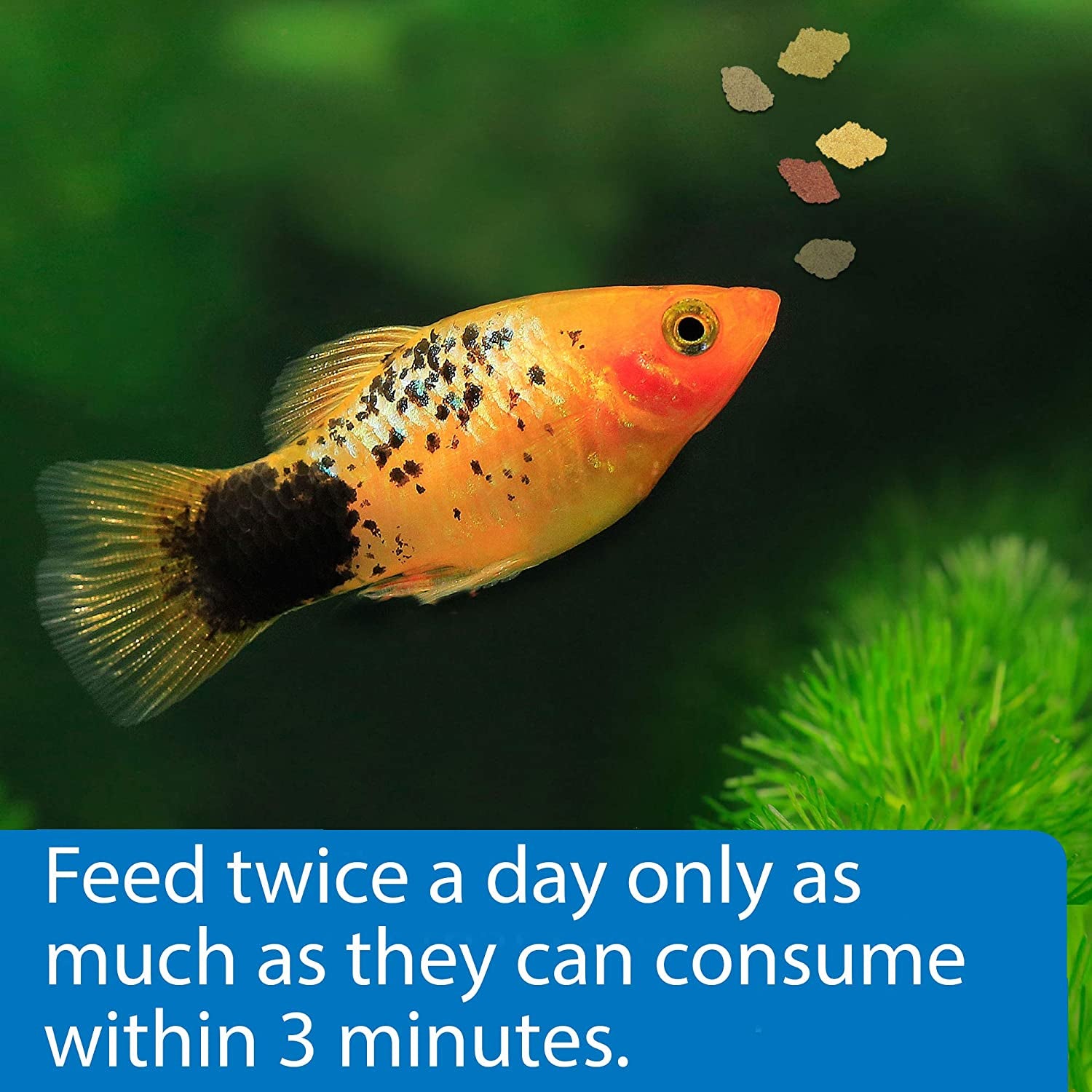 Premium Tropical Flakes Fish Food - 5.7 Ounce Container for Vibrant, Healthy Fish