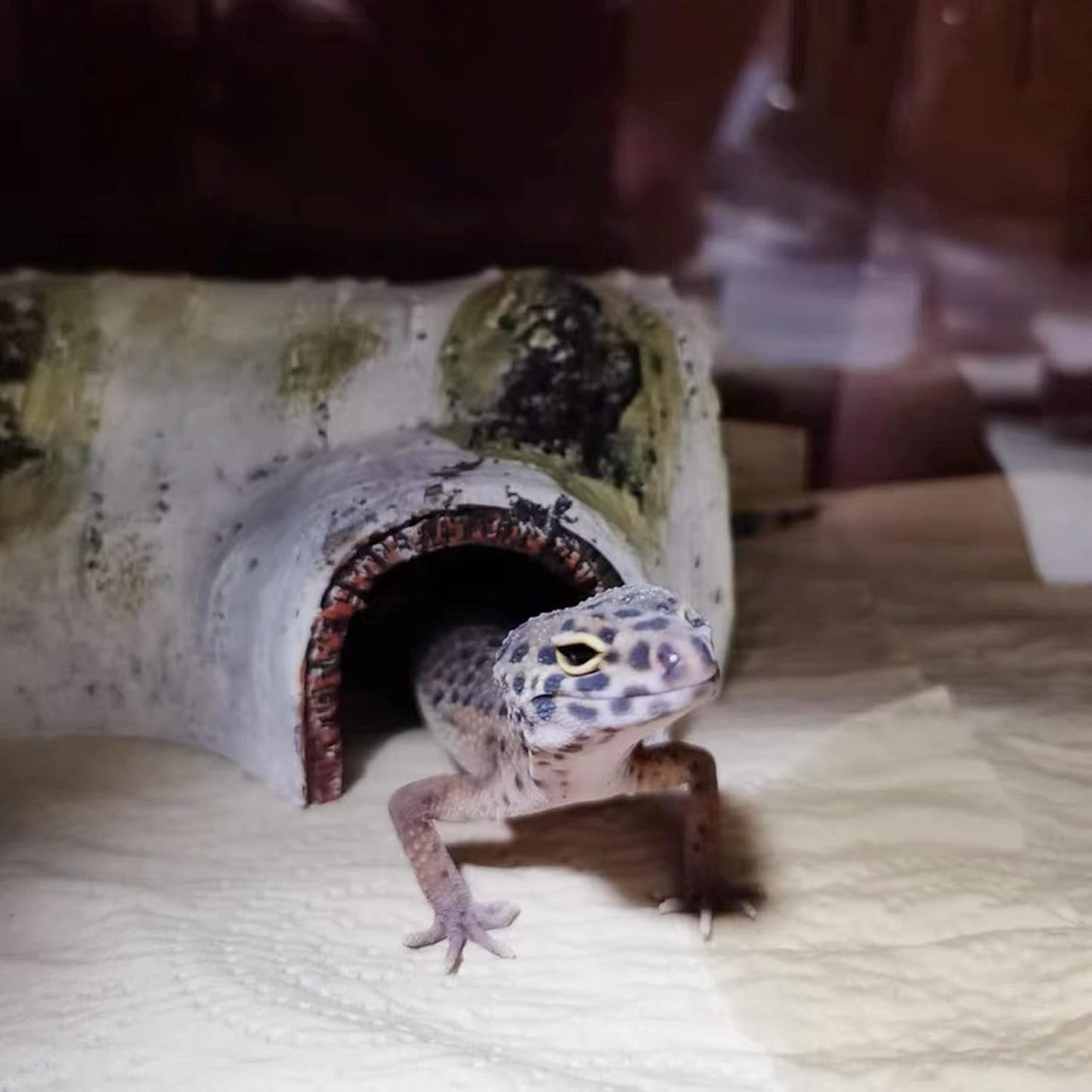 Transform Your Pet's Habitat with Our Realistic Birch Tree Bark Trunk Hides - Perfect for Small Reptiles and Amphibians!