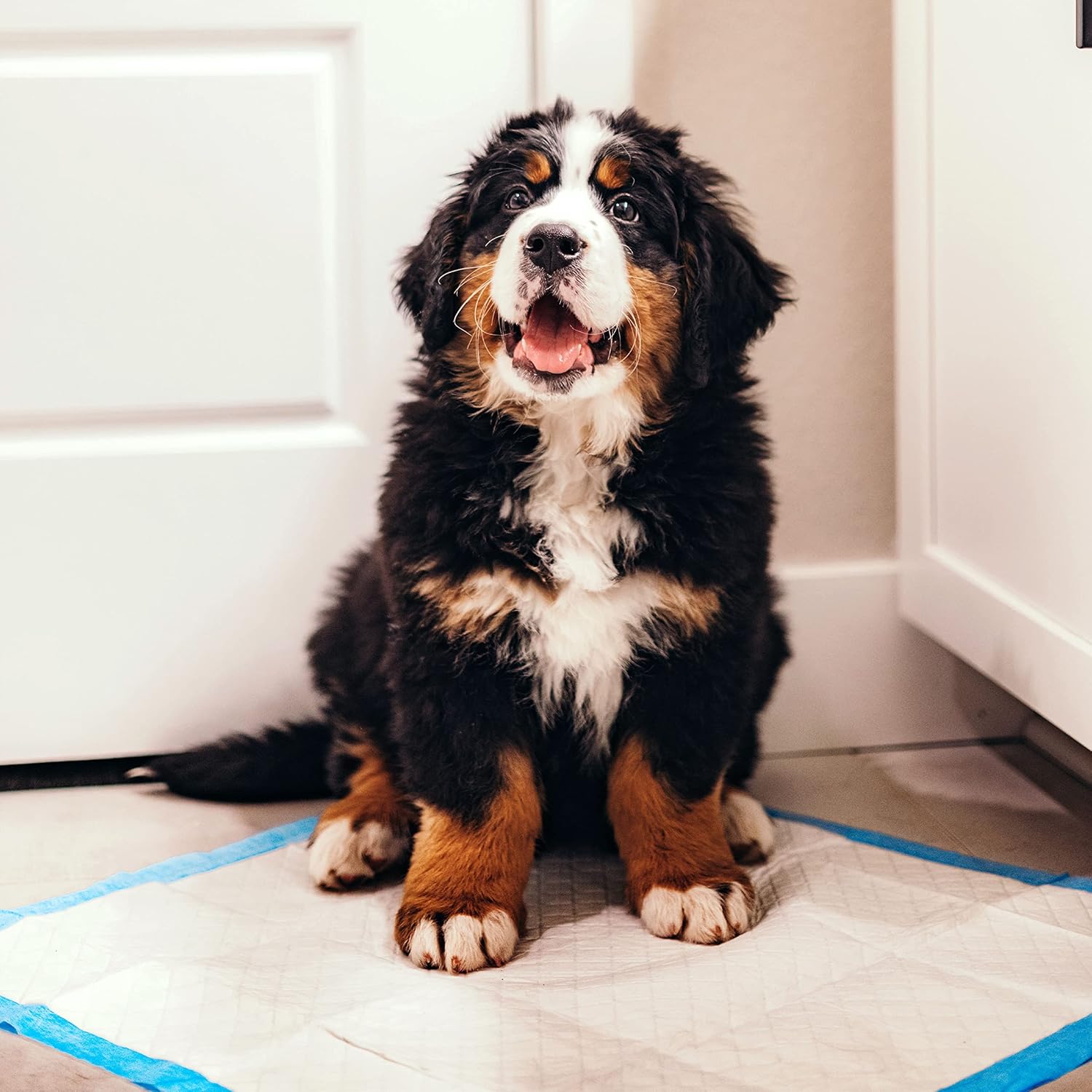 Wee-Wee Superior Performance Unscented Dog & Puppy Pee Pads - 100 Count of Leak-Proof, Quilted Potty Training Pads for All Sizes - 22" x 23"