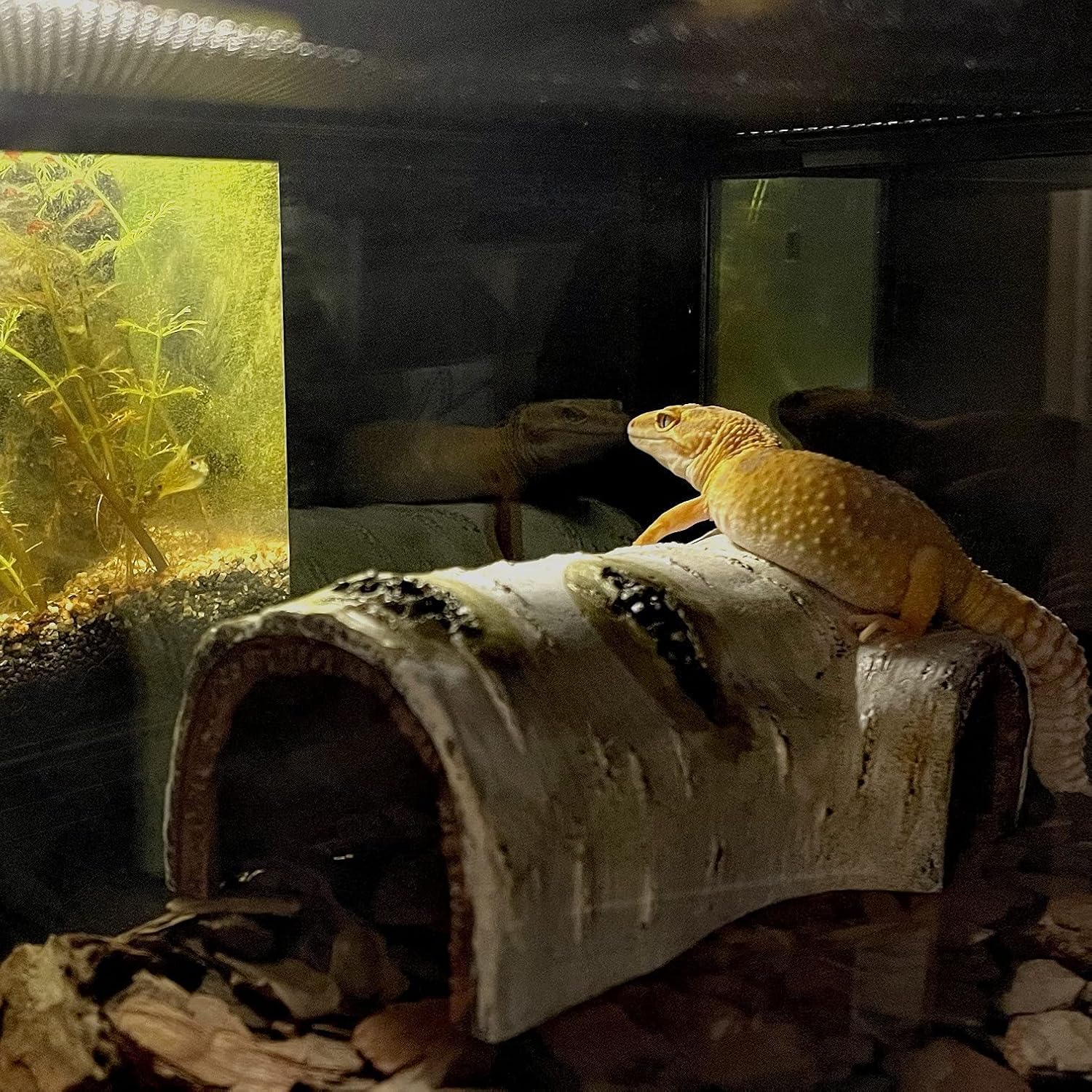 Transform Your Pet's Habitat with Our Realistic Birch Tree Bark Trunk Hides - Perfect for Small Reptiles and Amphibians!