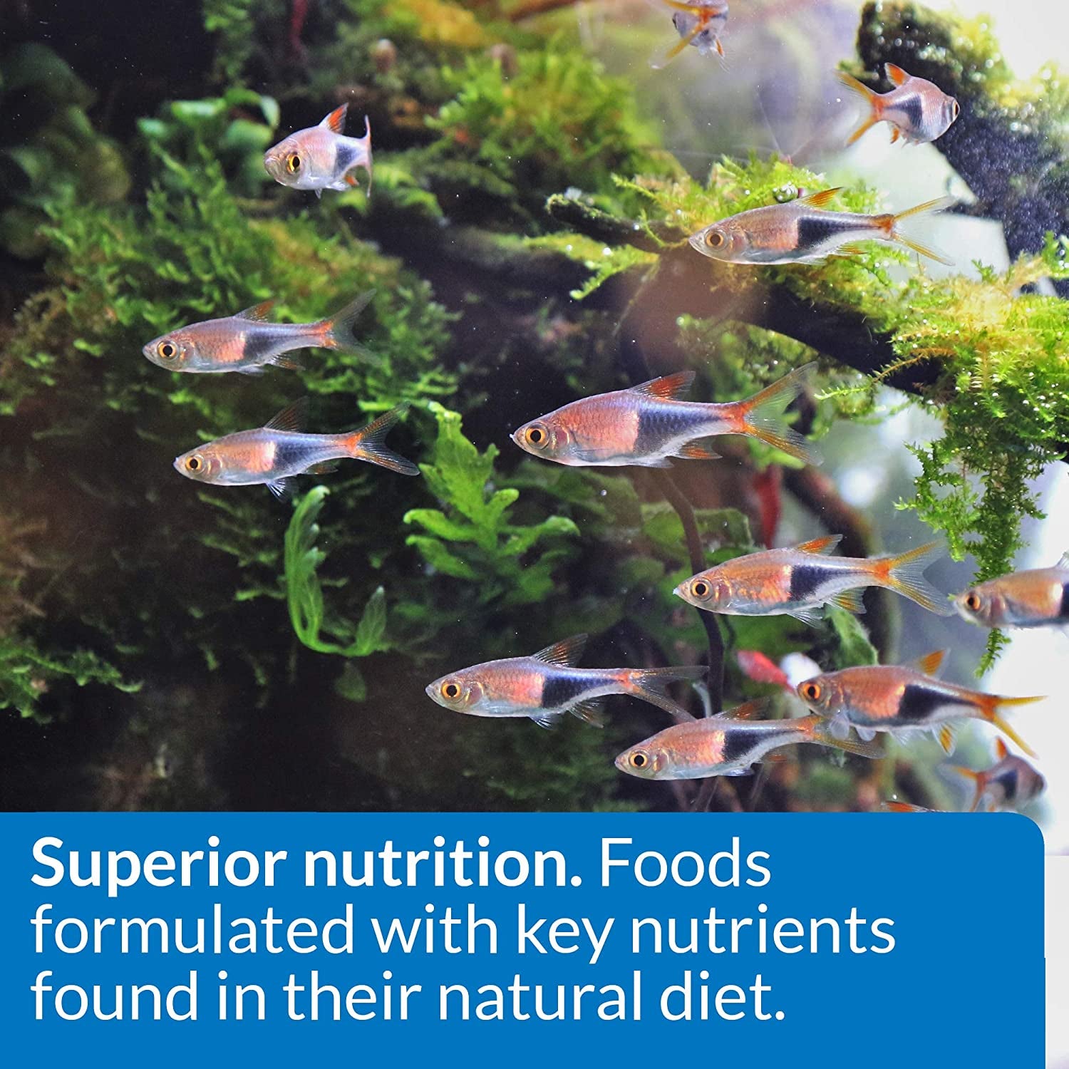 Premium Tropical Flakes Fish Food - 5.7 Ounce Container for Vibrant, Healthy Fish